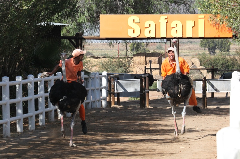 cango ostrich farm